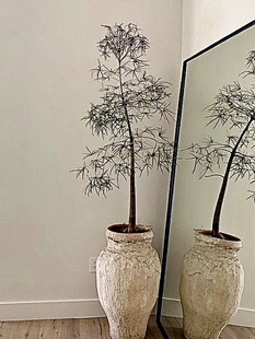 【龙鑫】佛肚树盆栽绿植吸甲醛日式设计师款小众绿植昆士兰瓶树