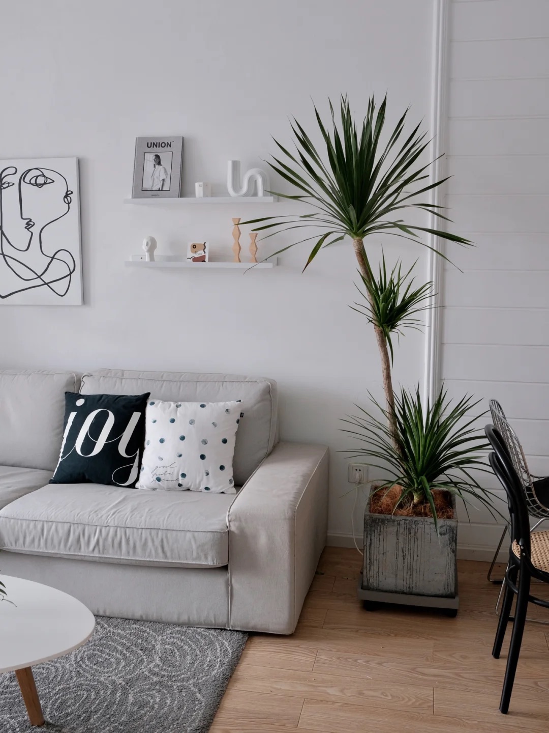 【龙鑫】造型龙血树室内耐阴好养