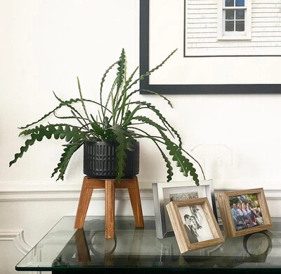 龙鑫桌摆好养吸甲醛鱼骨令箭