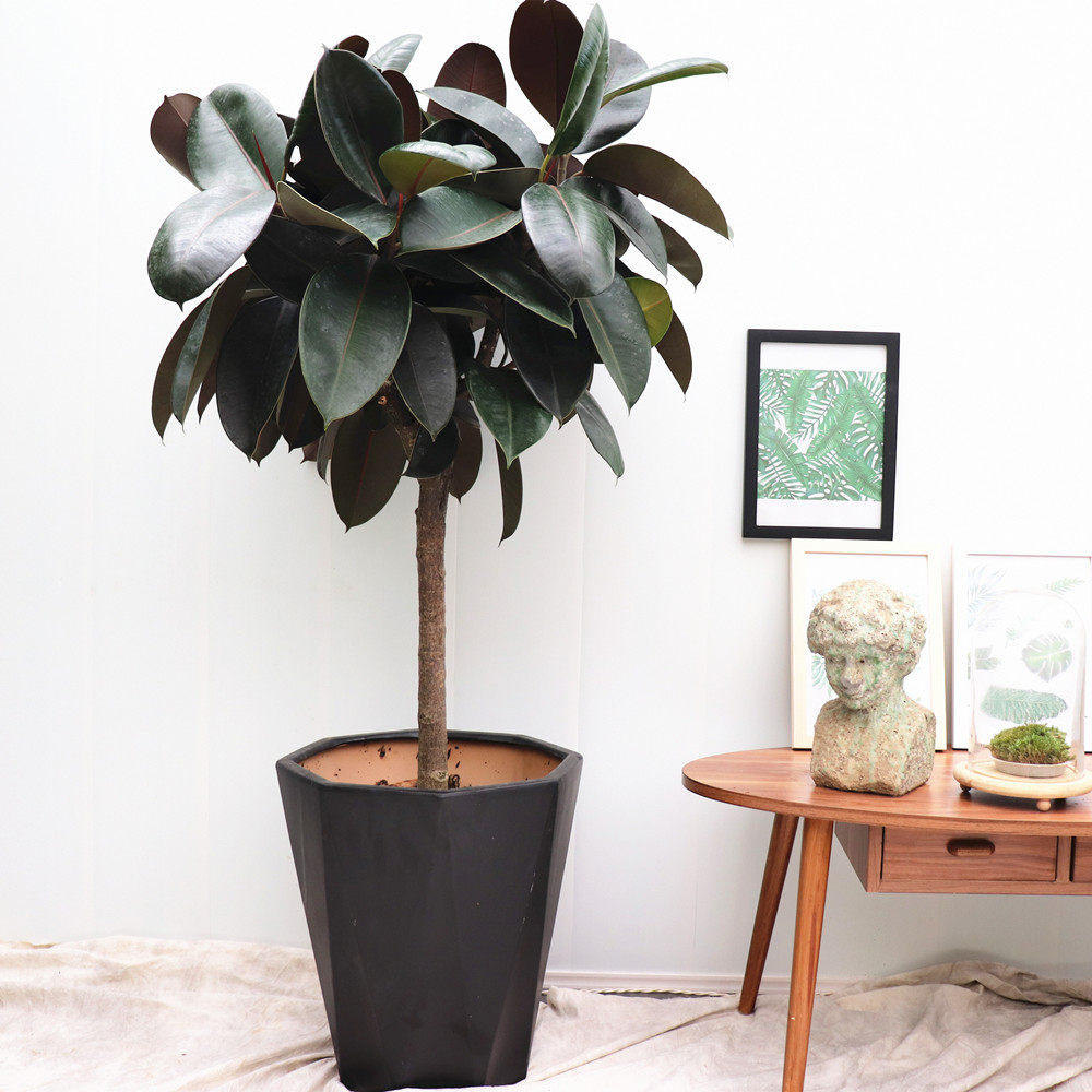 somi黑金刚 橡皮树绿植盆栽客厅室内阳台植物办公室盆景