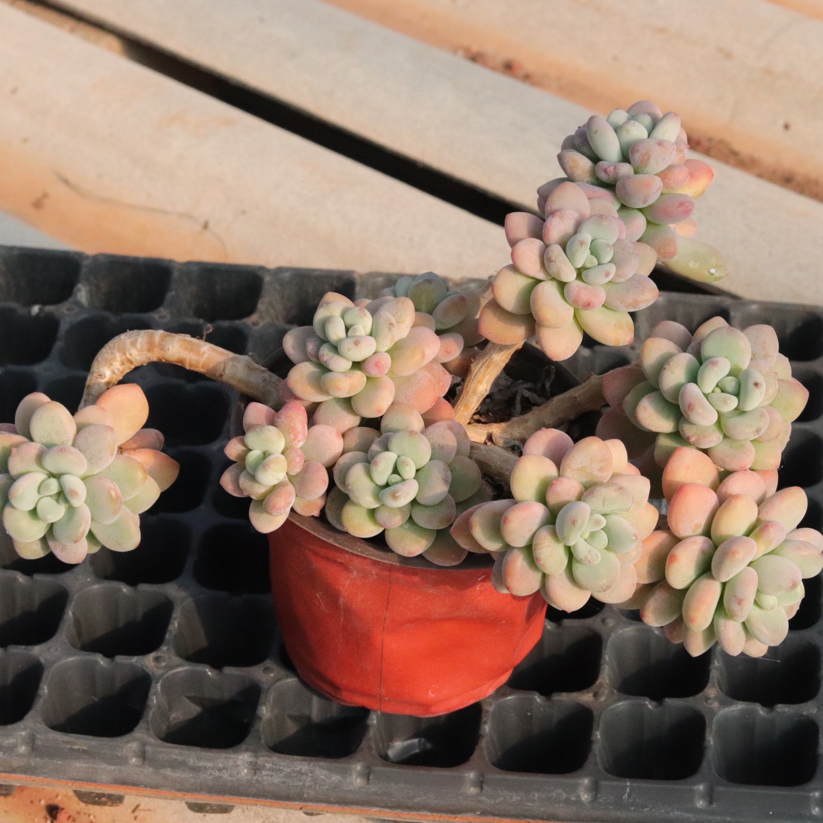 香水洛神多肉 群生老桩 无砍群 实物拍摄 云南多肉基地,鲜花速递/花卉仿真/绿植园艺,多肉植物,淘宝优惠券,粉丝福利购,淘宝优惠卷