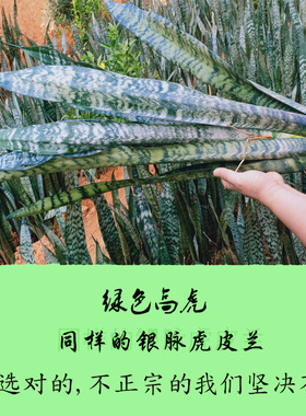 绿色虎皮兰银脉虎尾兰盆栽室内植物水培吸甲醇观叶花卉
