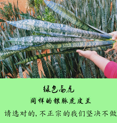 绿色水培吸甲醇观叶花卉虎皮兰