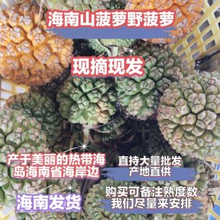 海南现摘新鲜勒古子天然露兜果山菠萝野菠萝凉茶滴血莲花清热除湿