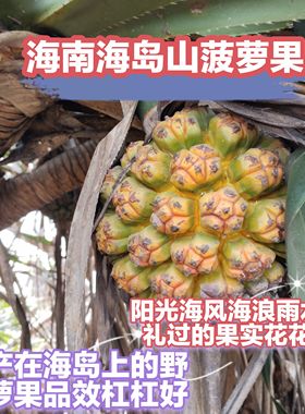 海南现摘新鲜勒古子天然露兜果山菠萝凉茶果野菠萝滴血莲花供批发