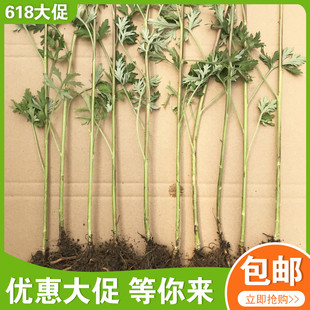 野生艾草苗可食用红叶艾草根艾蒿苗可食用青团非药用艾蒿根苗