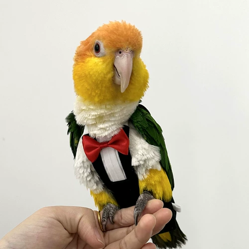 Птицы с летающей веревкой черной феникс Парапура Суперзмучивая моча без влажного полета, дерьма, карманов из ремня, птичья веревка одежды