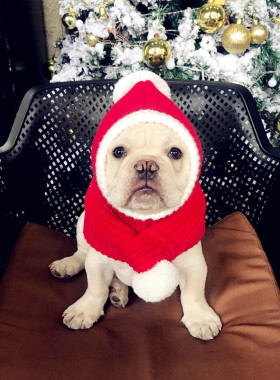 宠物圣诞帽法斗巴哥比熊柴犬保暖帽子泰迪金毛大狗红色新年帽可爱