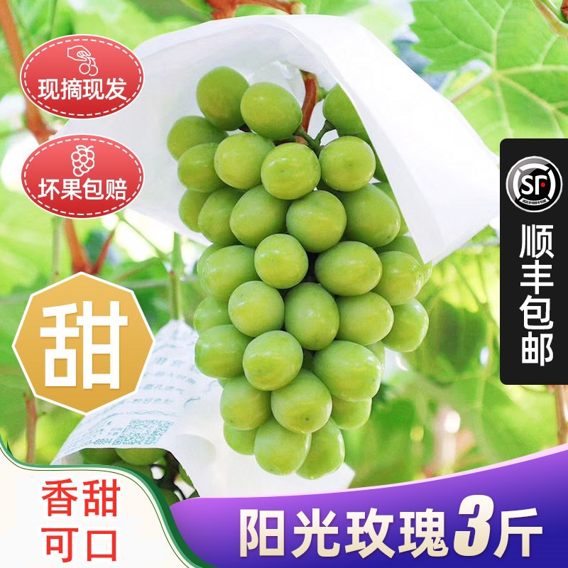 晴王阳光玫瑰国产葡萄无籽青提香印礼盒日本品种新鲜现摘云南产地