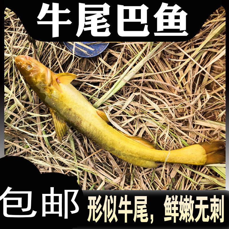 牛尾巴鱼苗水花黄骨鱼苗银雪鱼苗大口鲶鱼苗黄颡鱼苗养殖食用包活