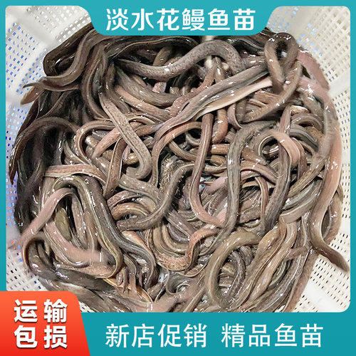 花鳗鱼苗鲈鳗苗花鳝苗白鳝苗大型鳗鱼苗鱼塘养殖淡水鱼苗