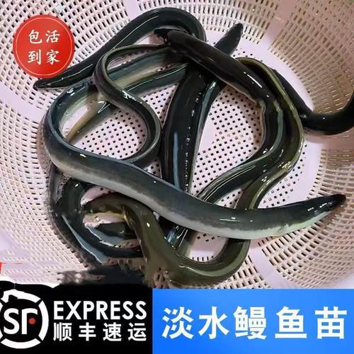 江苏鳗鱼苗白鳝鱼苗鱼塘江鳗白鳗鱼苗淡水河鳗鱼苗养殖花鳗鱼苗