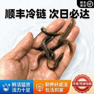台湾小泥鳅苗本地青鳅东北金鳅水花鲜活筏钓养殖淡水乌龟龙鱼饲料