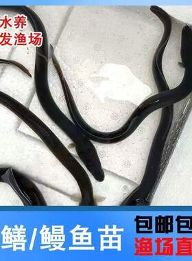 江西鳗鱼苗白鳝塘淡水河