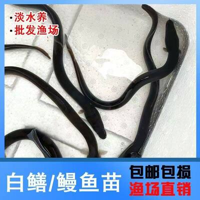 江西鳗鱼苗白鳝塘淡水河