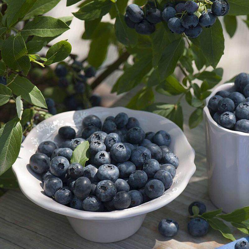 天狼蓝莓盆栽苗家庭园艺趣味果树庭院阳台新手易养护可食用绿植,鲜花速递/花卉仿真/绿植园艺,果树,淘宝优惠券,粉丝福利购,淘宝优惠卷