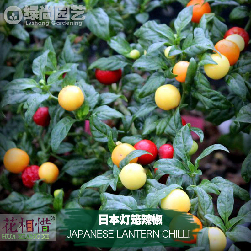 日本灯笼辣椒种子进口中辣四季播种阳台盆栽蔬菜种籽瓜果小辣椒苗,鲜花速递/花卉仿真/绿植园艺,家庭园艺种子,淘宝优惠券,粉丝福利购,淘宝优惠卷