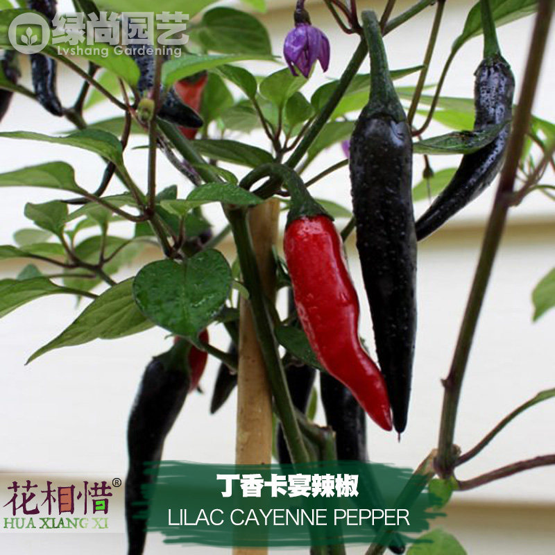 丁香卡宴辣椒种子进口中辣四季播种阳台盆栽蔬菜种籽瓜果黑辣椒苗,鲜花速递/花卉仿真/绿植园艺,家庭园艺种子,淘宝优惠券,粉丝福利购,淘宝优惠卷