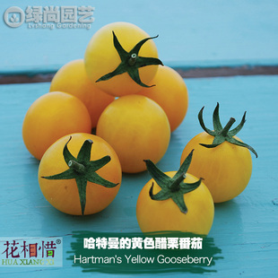 哈特曼黄色醋栗番茄种子进口西红柿四季盆栽蔬菜籽瓜果樱桃番茄苗