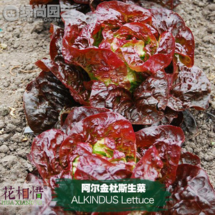 阿尔金杜斯生菜种子进口四季播种地栽阳台盆栽蔬菜种籽叶菜红生菜