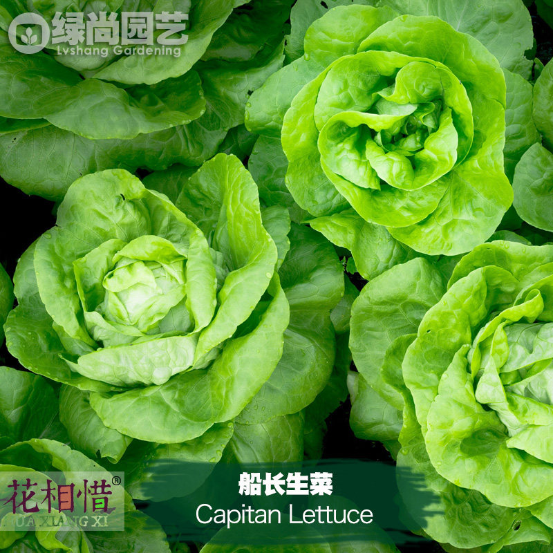 船长生菜种子进口四季播种地栽阳台盆栽蔬菜种籽叶菜绿奶油生菜,鲜花速递/花卉仿真/绿植园艺,家庭园艺种子,淘宝优惠券,粉丝福利购,淘宝优惠卷