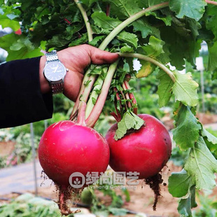 雌性圆红萝卜种子东北雌性水果萝卜种籽红萝卜四季盆栽蔬菜种子孑