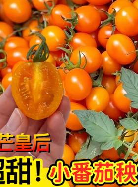 香芒皇后小番茄种子西红柿种籽四季蔬菜孑苗秧黄色水果圣女果籽种
