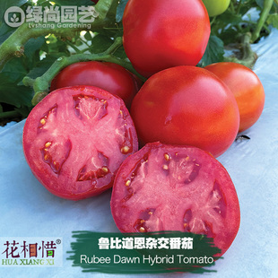 鲁比道恩杂交番茄种子进口大西红柿四季播盆栽蔬菜种籽瓜果番茄苗