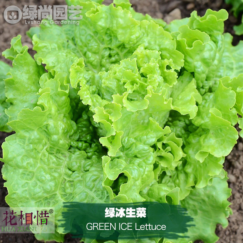 绿冰生菜种子进口四季播种地栽阳台盆栽蔬菜种籽绿薄荷叶宝石生菜,鲜花速递/花卉仿真/绿植园艺,家庭园艺种子,淘宝优惠券,粉丝福利购,淘宝优惠卷