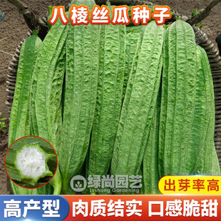 香嫩棱丝瓜种子农家高产四季播种爬藤八棱角丝瓜籽丝瓜苗蔬菜种子