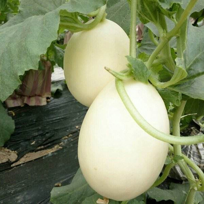 天蜜脆梨甜瓜种苗高糖超甜白脆香瓜甜瓜种籽春季四季盆栽蔬菜种苗,鲜花速递/花卉仿真/绿植园艺,家庭园艺种子,淘宝优惠券,粉丝福利购,淘宝优惠卷
