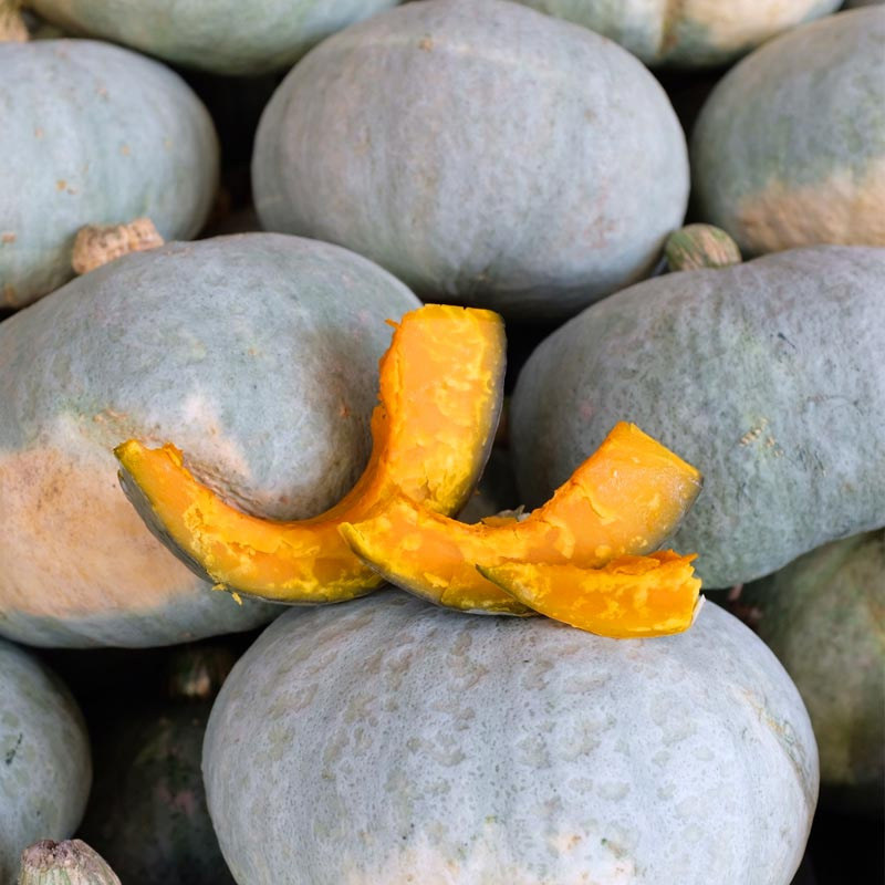 新疆银栗南瓜种苗板栗味南瓜种籽白皮南瓜种孑耐储运春秋季四季