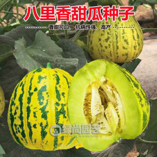 八里香甜瓜种子花皮香瓜种籽水果甜瓜苗阳台庭院盆栽四季蔬菜种苗