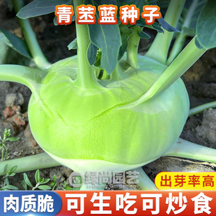 春秋青苤蓝种子水果绿苤兰种籽球茎甘蓝盆栽庭院易种四季蔬菜种子