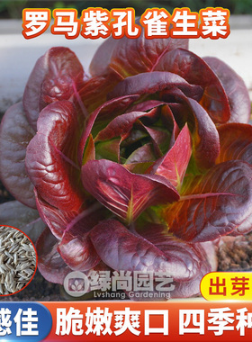 紫色孔雀菜种子紫叶罗马生菜种籽四季沙拉菜耐热阳台盆栽蔬菜种子
