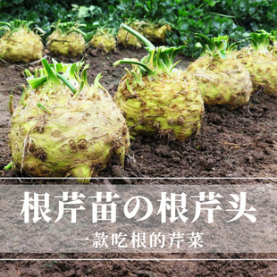 根芹种子芹菜种籽蔬菜菜籽根芹苗四季根苗孑芹菜根栽培盆栽籽种