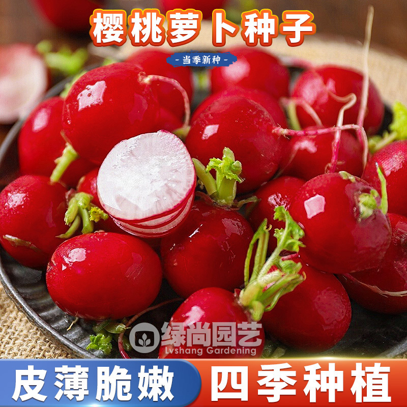 樱桃萝卜种子樱桃水果小萝卜种籽红樱桃萝卜四季盆栽速生蔬菜种子