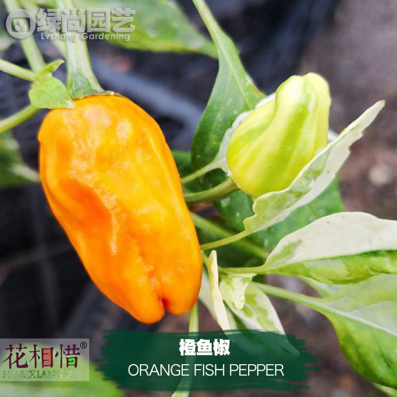 橙鱼椒辣椒种子进口中高辣甜四季播种阳台盆栽蔬菜种籽瓜果辣椒苗,鲜花速递/花卉仿真/绿植园艺,家庭园艺种子,淘宝优惠券,粉丝福利购,淘宝优惠卷