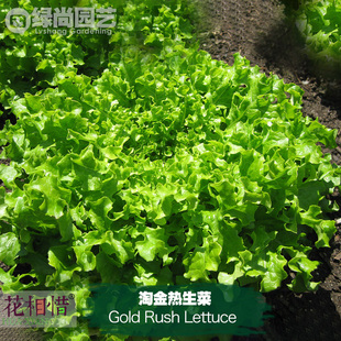 淘金热生菜种子进口四季播种地栽阳台盆栽蔬菜种籽叶菜绿碎叶生菜