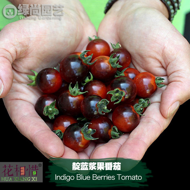 靛蓝浆果番茄种子进口西红柿四季阳台盆栽蔬菜种籽瓜果樱桃番茄苗,鲜花速递/花卉仿真/绿植园艺,家庭园艺种子,淘宝优惠券,粉丝福利购,淘宝优惠卷