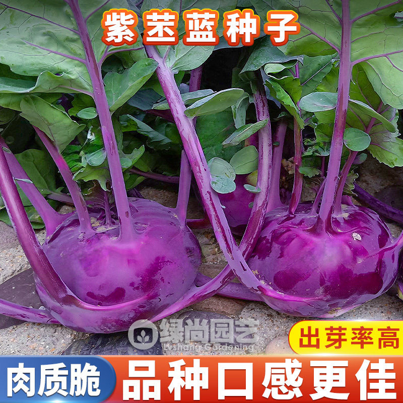 紫苤兰种子水果紫苤兰种籽水果紫苤蓝四季播种高产青苤蓝蔬菜种子,鲜花速递/花卉仿真/绿植园艺,家庭园艺种子,淘宝优惠券,粉丝福利购,淘宝优惠卷