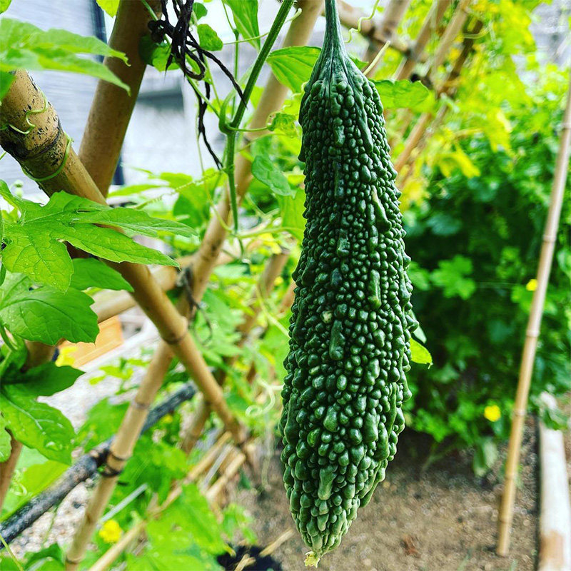 黑珍珠苦瓜种苗疙瘩黑苦瓜种籽早熟 大高产春季四季盆栽蔬菜种苗,鲜花速递/花卉仿真/绿植园艺,家庭园艺种子,淘宝优惠券,粉丝福利购,淘宝优惠卷