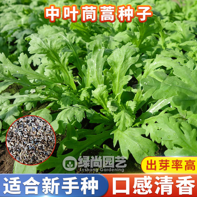 中叶茼蒿菜种籽小叶大叶茼蒿种子皇帝菜春秋冬季耐寒四季蔬菜种子