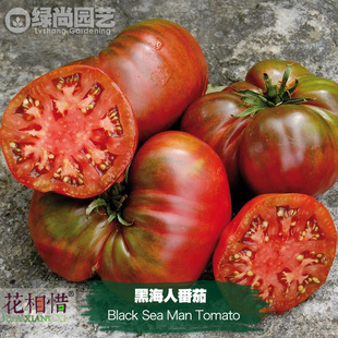黑海人番茄种子进口大西红柿四季播种阳台盆栽蔬菜种籽瓜果番茄苗
