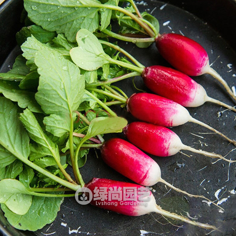 香肠水果小萝卜种子甜脆樱桃萝卜种籽红萝卜四季盆栽速生蔬菜种子