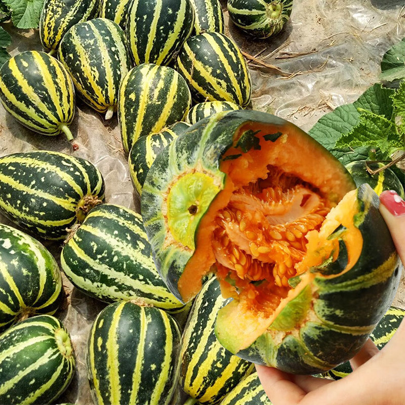 冰糖子甜瓜种苗种籽/超甜特甜香瓜高产早熟 四季阳台盆栽甜瓜苗,鲜花速递/花卉仿真/绿植园艺,家庭园艺种子,淘宝优惠券,粉丝福利购,淘宝优惠卷
