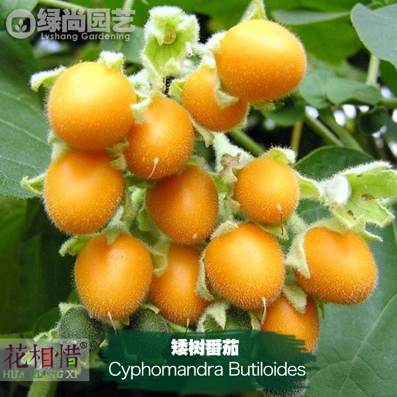 矮树番茄浆果种子进口菠萝味小浆果四季播种阳台盆栽蔬菜种苗瓜果,鲜花速递/花卉仿真/绿植园艺,家庭园艺种子,淘宝优惠券,粉丝福利购,淘宝优惠卷