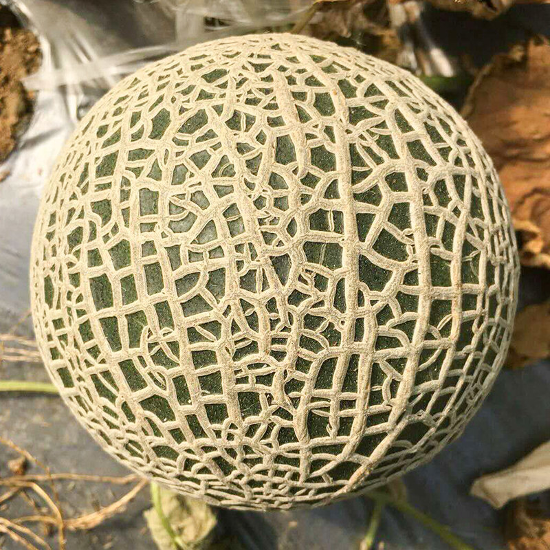 网纹哈密瓜种苗新疆超甜水果哈蜜瓜甜瓜香瓜种孑秧苗春季四季种籽