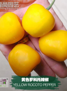 黄色罗科托辣椒种子进口中辣四季播种阳台盆栽蔬菜种籽瓜果辣椒苗