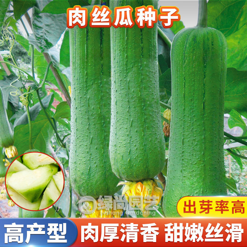 大肉丝瓜种子农家高产四季田园播种爬藤肉丝瓜种籽丝瓜苗蔬菜种苗,鲜花速递/花卉仿真/绿植园艺,家庭园艺种子,淘宝优惠券,粉丝福利购,淘宝优惠卷